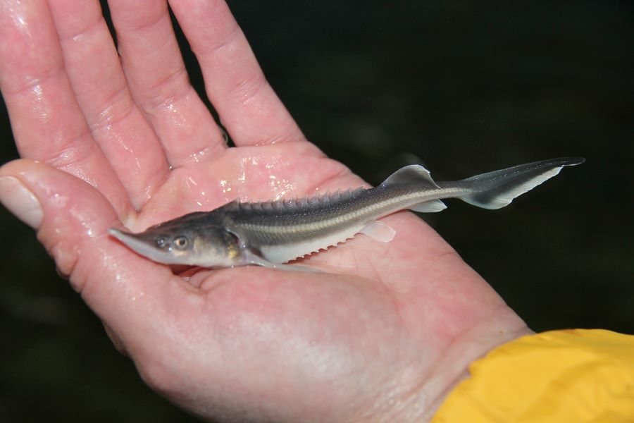 Ecologists of “Metafrax” released sterlet juveniles into Chusovaya river